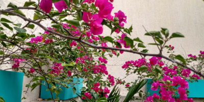 naturaofficeflores Alquiler de oficinas - áreas comunes - 3