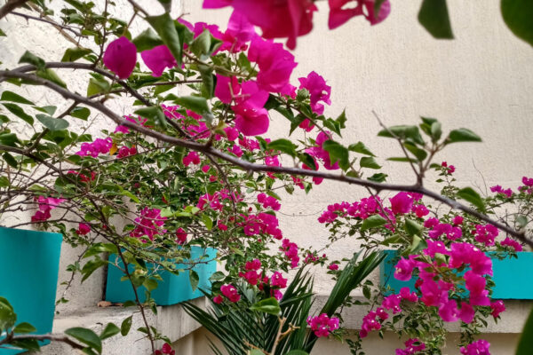 naturaofficeflores Alquiler de oficinas - áreas comunes - 3