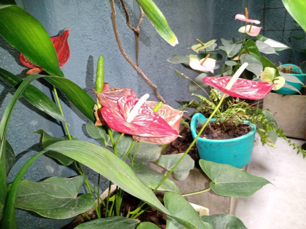 areas naturales en naturaoffice coworking cali